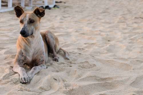 Street Dog Sitting on a Beach