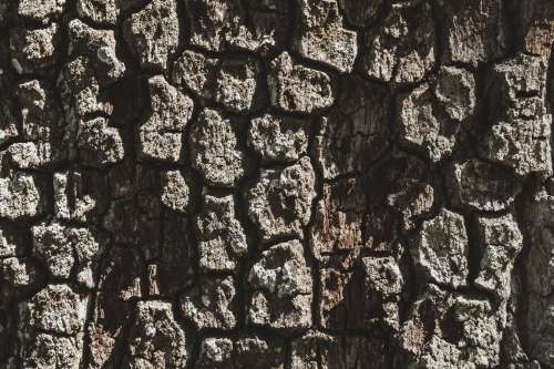 A Close Up Of The Bark On An Old Tree Photo