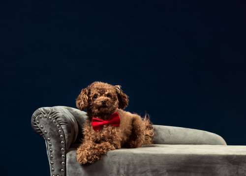 A Curly Brown-Haired Dog In A Red Bow tie Photo