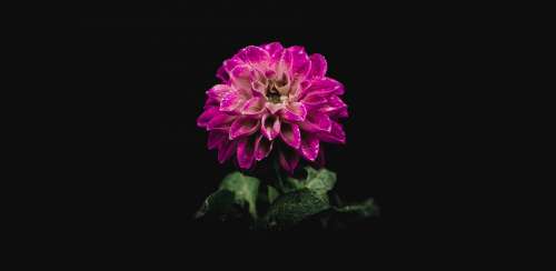 A Fuschia Coloured Flower In Darkness Photo