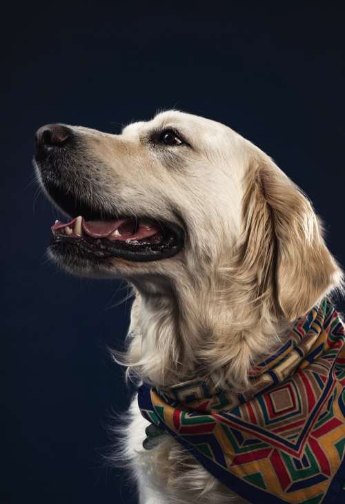 A Golden Labrador In A Necktie Photo