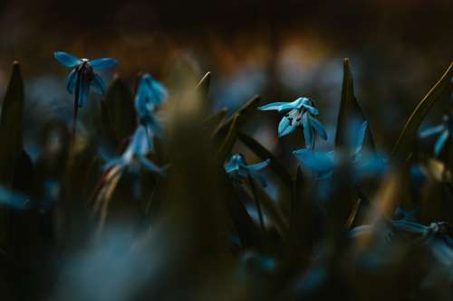 A Sea Of Blue Bells In A Dark Field Photo