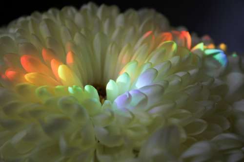 Bright Rainbow Light Reflects On White Chrysanthemum Petals Photo