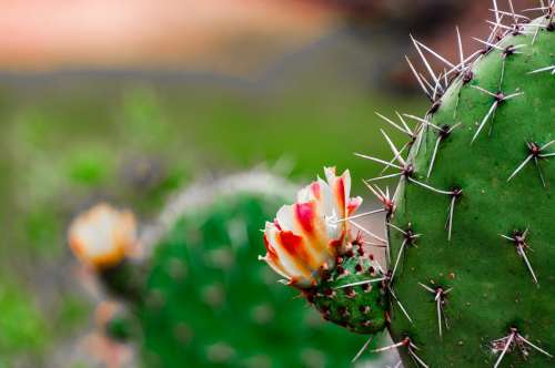 Cactus Flowering Photo