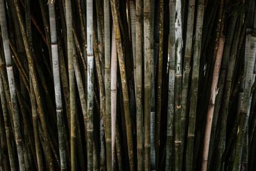 Dense Bamboo Stand Photo