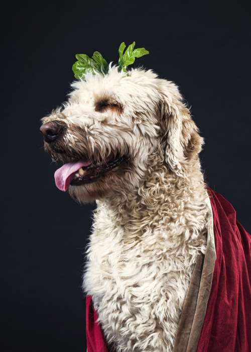 Dog In Velvet Cape Photo