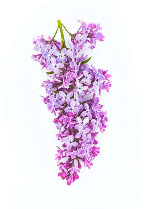 Lilac Flowers Against White Background Photo