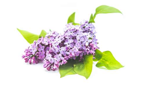 Lilac Flowers And Leaves Photo