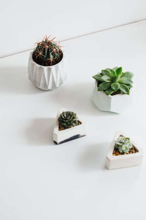 Minimal Decor Inspiration With These Tiny Plants Photo