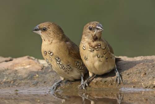 Pair Of Spice Finches Perched On Rim Of Bird Bath Photo