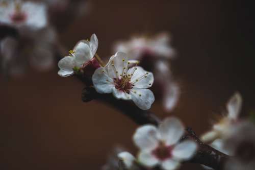 Pink And White Flowers On Branch Photo