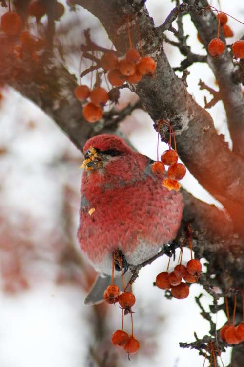 Red Bird In Red Berry Tree Photo