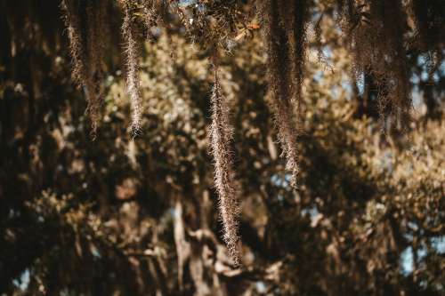 Spanish Moss Hanging From A Tree Limb Photo