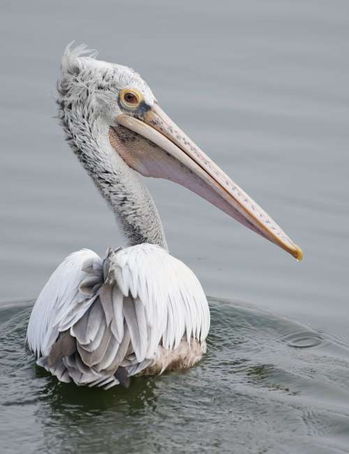 Spot-Billed Pelican In Water Photo