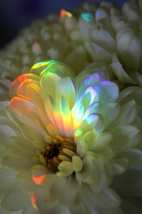 Sunlight Refracted Across The Delicate White Petals Of Flower Photo