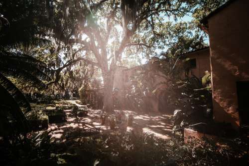 Sunlight Shines Through Large Mossy Tree In Lush Backyard Photo