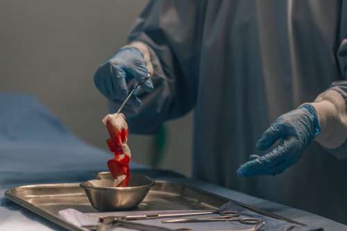 Surgeon Transfers Bloody Gauze To Dish Photo