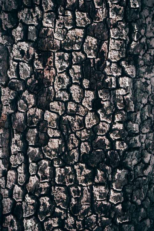 Texture Of Bark On Old Tree Photo
