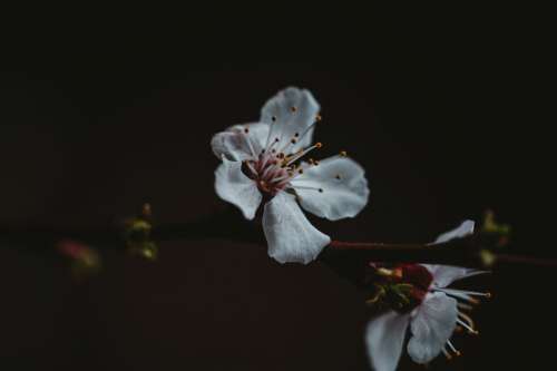 White Flower On Branch Photo