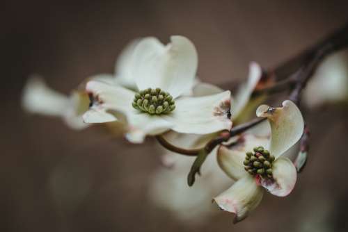 Wilting Petals On White Flowers Photo