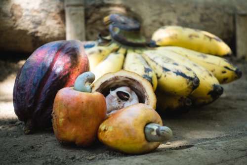 Raw cashew nuts fruit