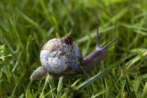 Ladybug over a Snail