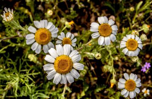 Daisies