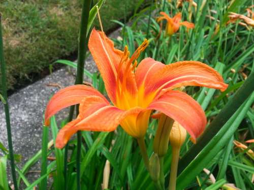 Flower Macro