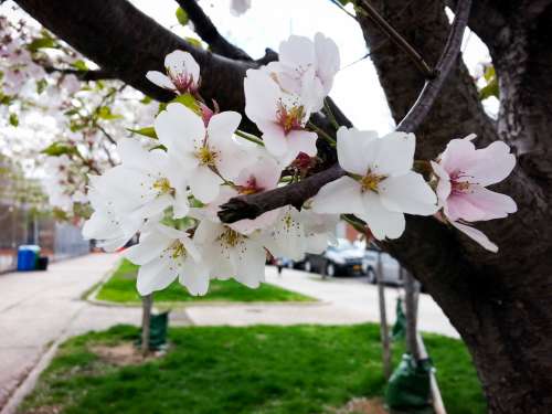 White Flowers on Branches