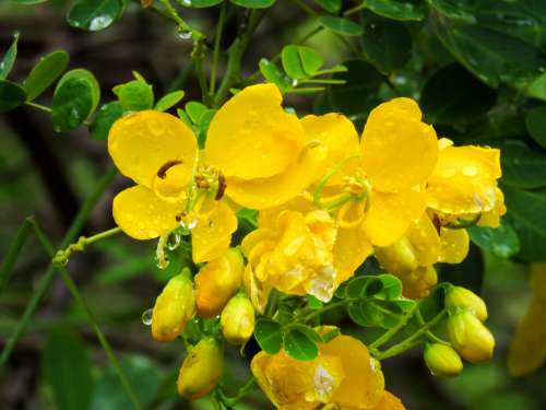 Wet Yellow Flowers