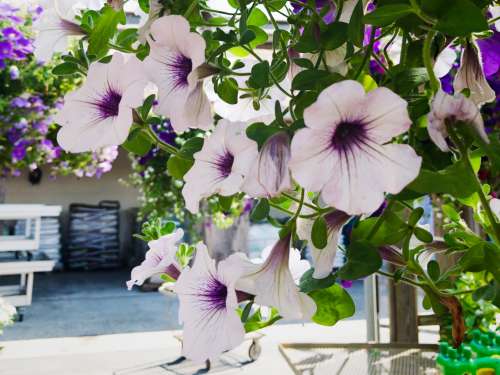 White and Purple Flowers