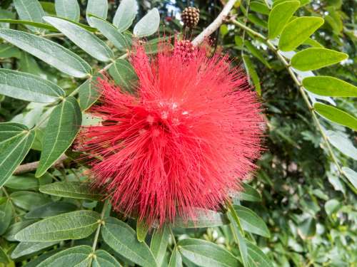 Red Flower