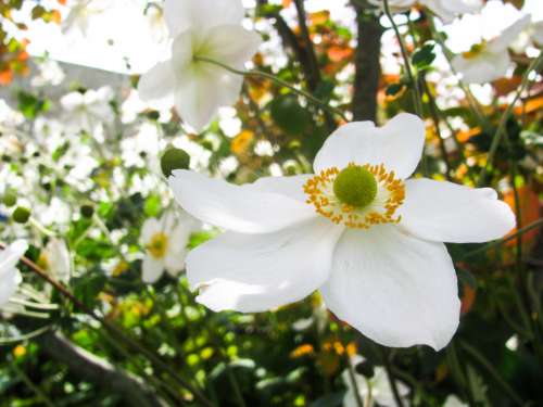 White Flower Macro