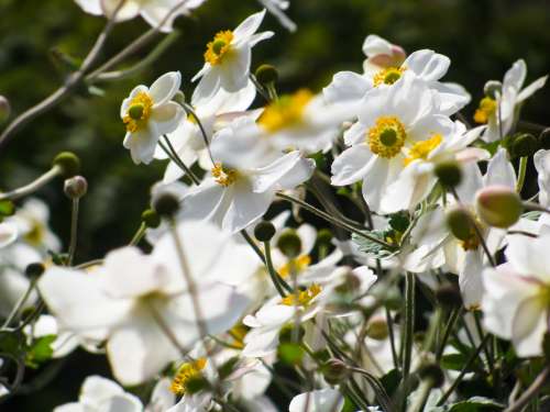 White and Yellow Flowers in Garden