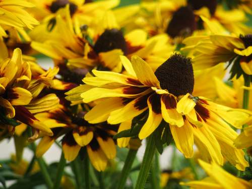 Yellow and Black Flower Petals