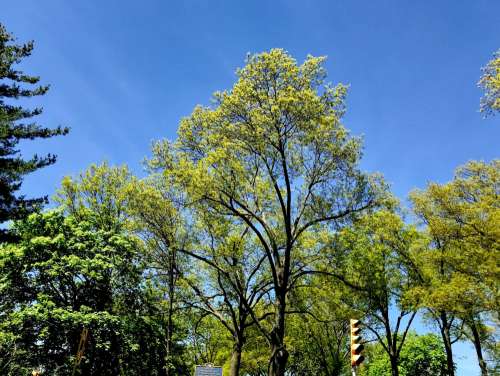 Green Leaves on Trees