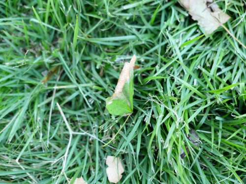 Leaf on Grass