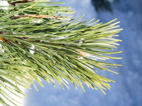 Pine Leaves with Snow
