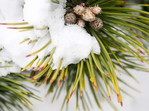 Pine Leaves Covered in Snow