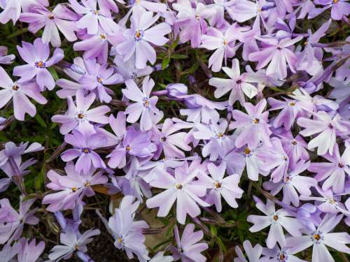 Purple Flowers