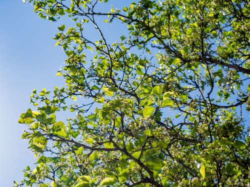 Green Leaves and Branches