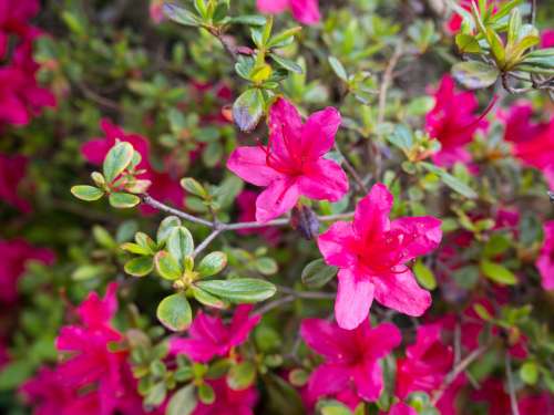 Pink Flowers