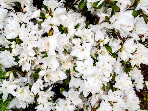 White Flowers