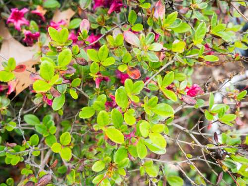 Small Green Leaves