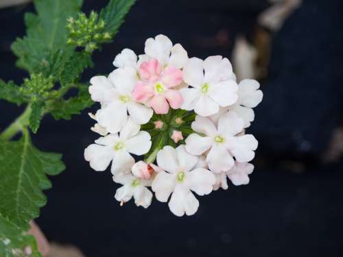 White Flowers in Garden