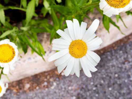 White and Yellow Flower Over Sidewalk