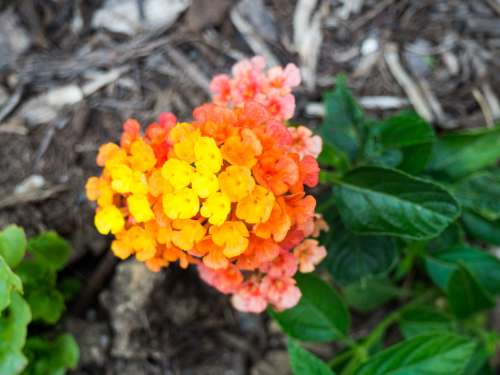 Yellow and Orange Flowers