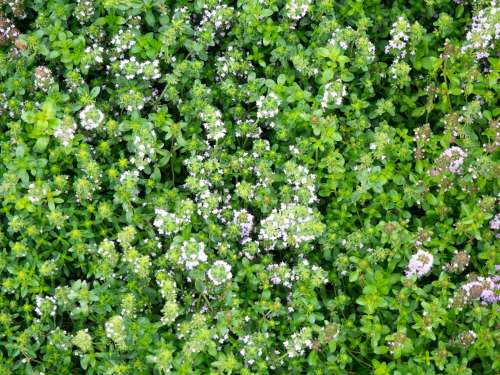 Small Flowers in Garden