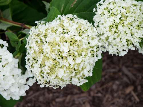 White Flowers in Garden