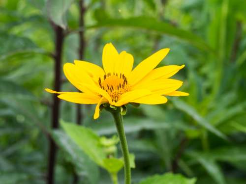 Yellow Flower